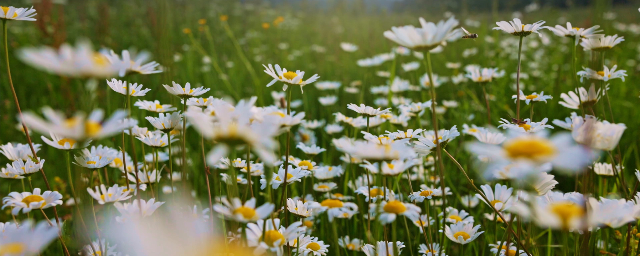 Field of daisies
