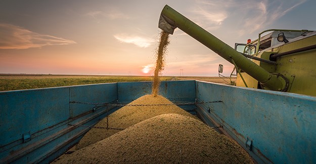 Grain harvesting