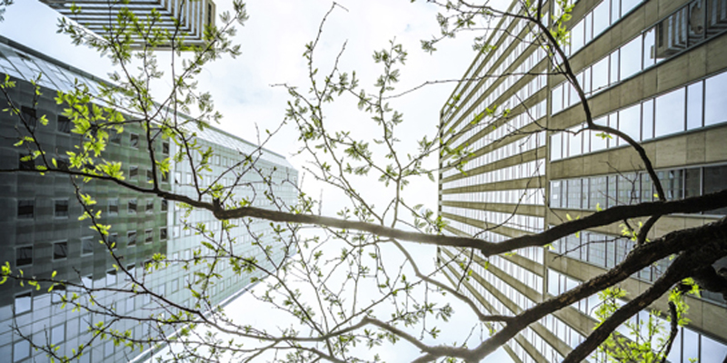 Office Buildings And Trees, Vertical View