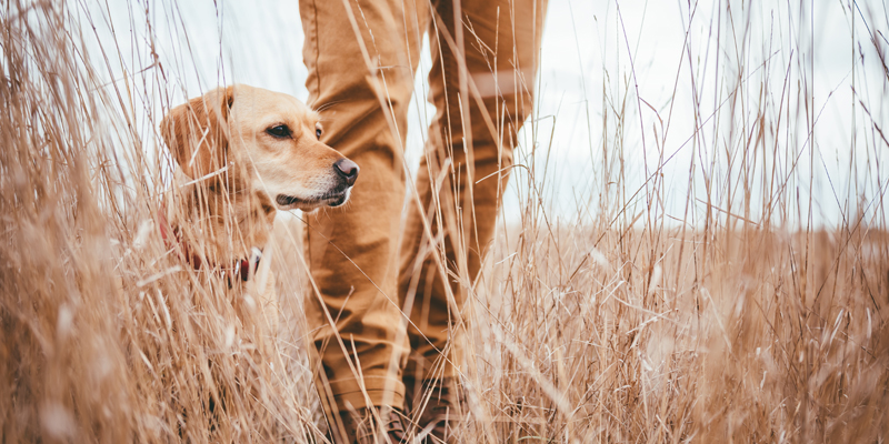 Hiker and dog standing in high grass