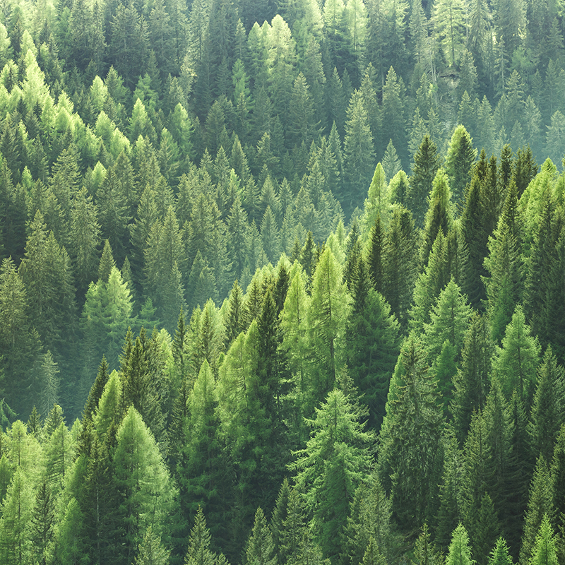 Healthy green trees in a forest of old spruce, fir and pine trees in wilderness of a national park