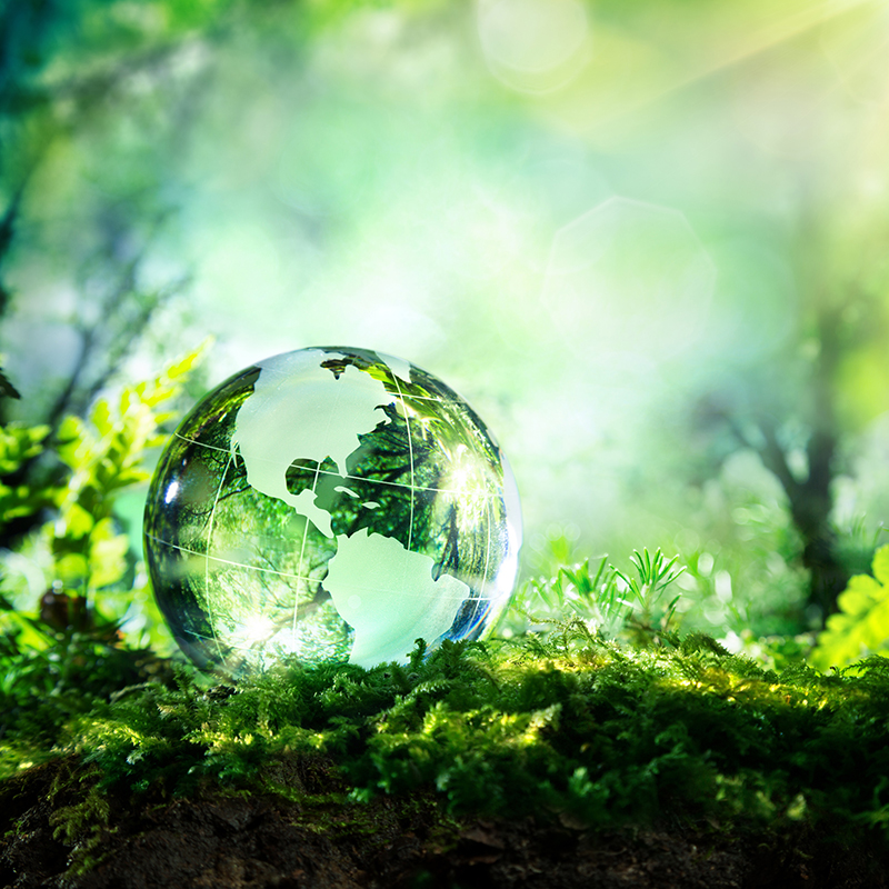 USA globe resting in a forest - environment concept