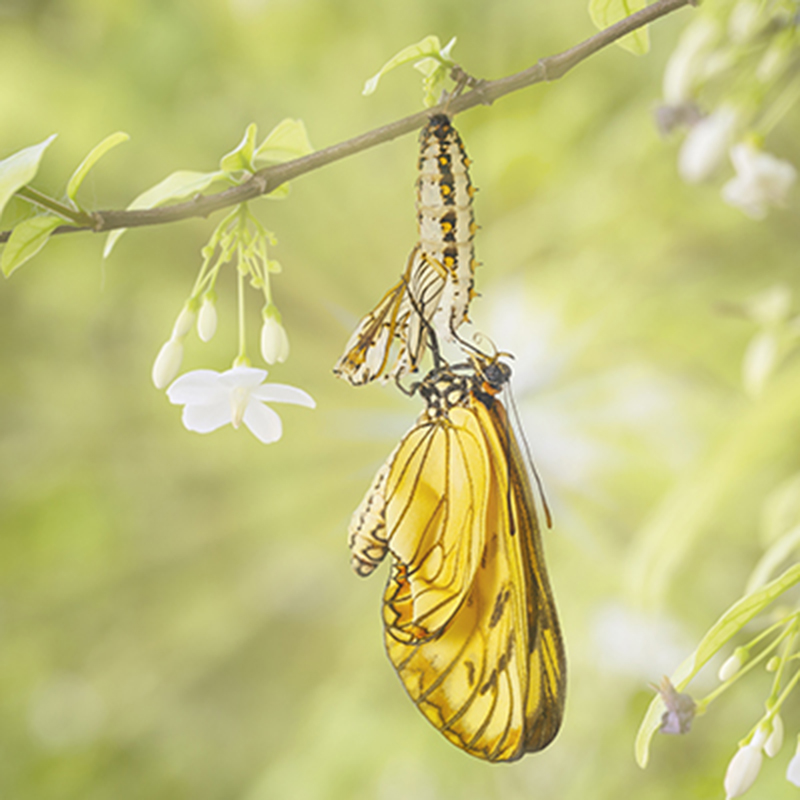 butterfly