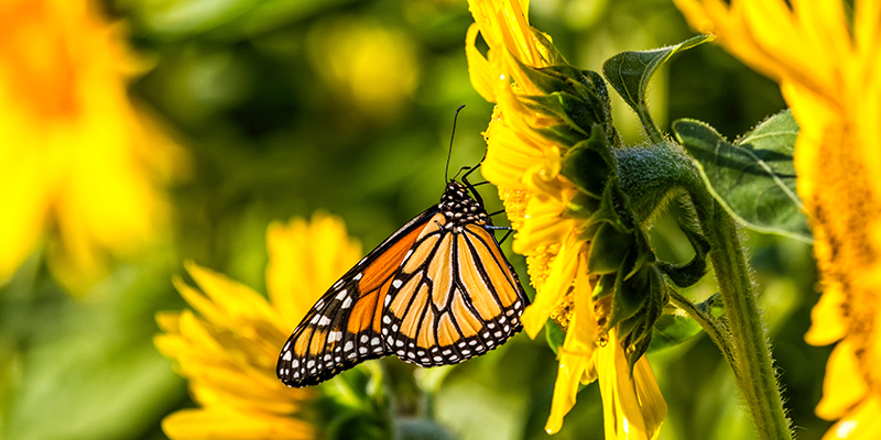 Butterfly on a sunflower