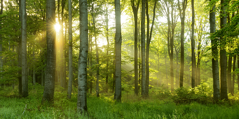 Green Natural Beech Tree Forest illuminated by Sunbeams through Trees