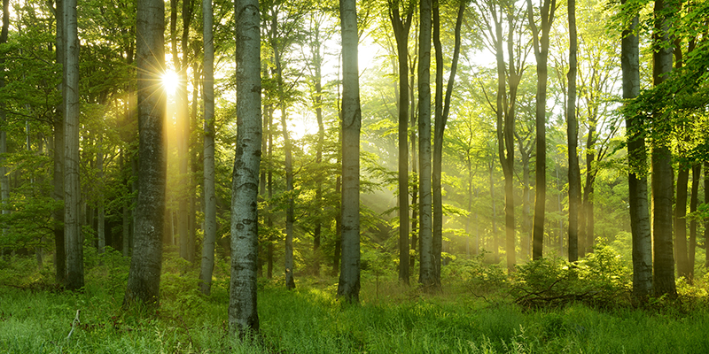 Green Natural Beech Tree Forest illuminated by Sunbeams through Trees