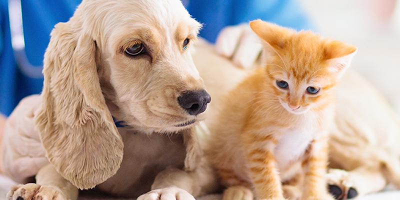 Vet examining dog and cat. Puppy and kitten at veterinarian doctor. Animal clinic. Pet check up and vaccination. Health care for dogs and cats.