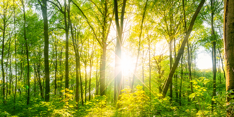 Sunlight shining through trees