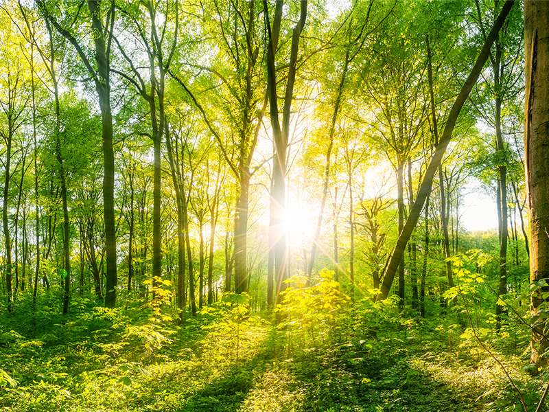 Sunlight shining through trees