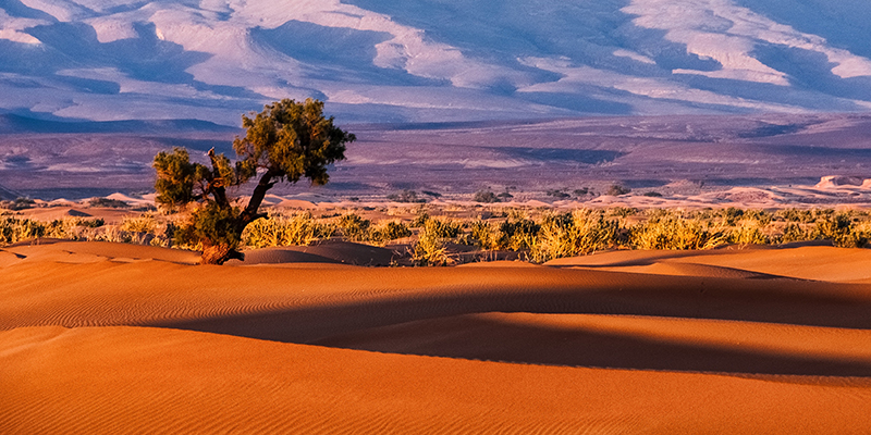 africa sergey pestere