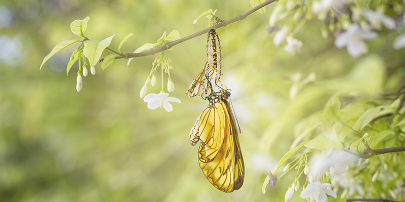 butterfly emerging from chrysalis