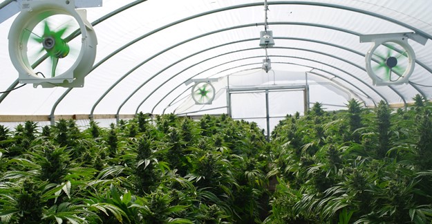 Cannabis farm