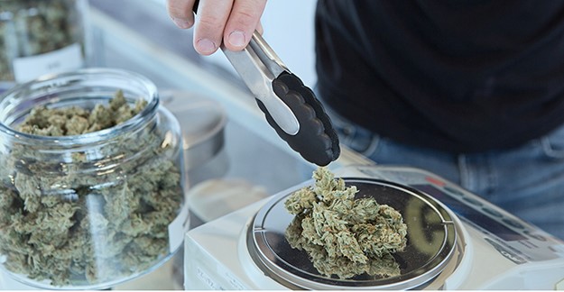 Cannabis buds