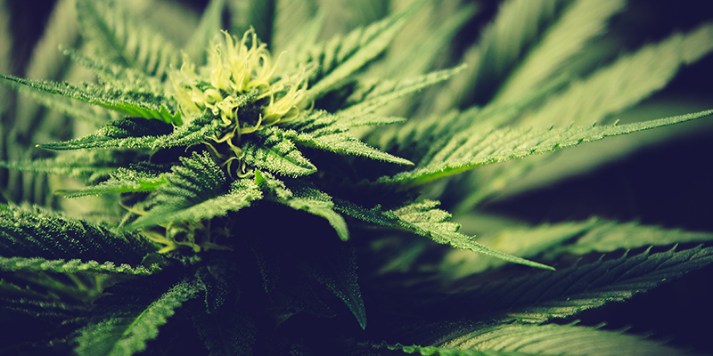 Cannabis plant