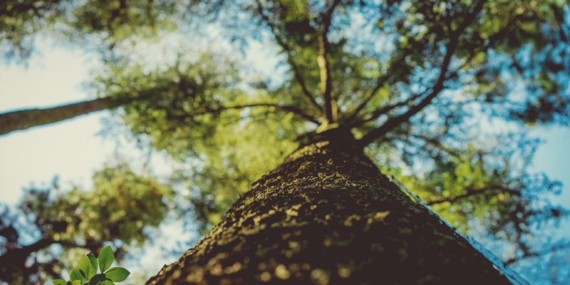 upward view of tree