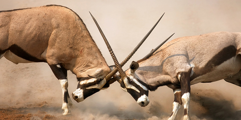 two gemsbok fighting with horns