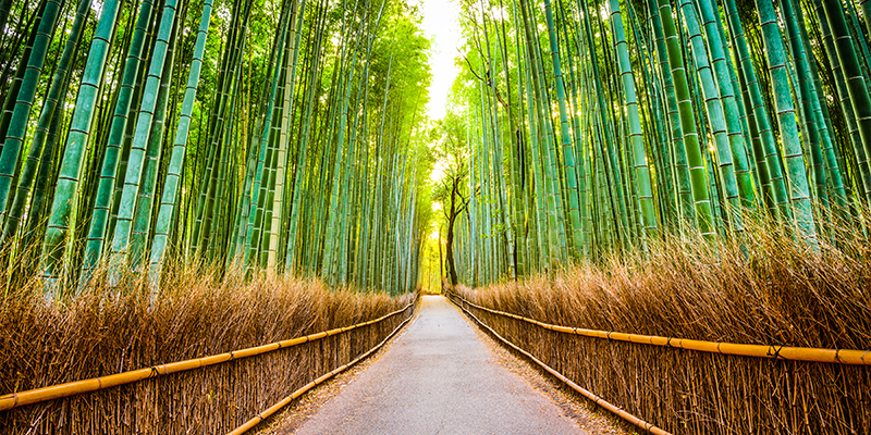 Bamboo forest in Kyoto, Japan