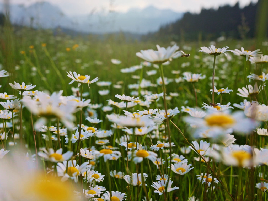 Field of daisies