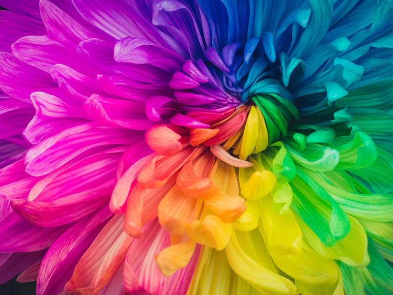 Multicolored flower petals