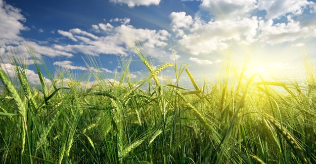 Wheat grain farm