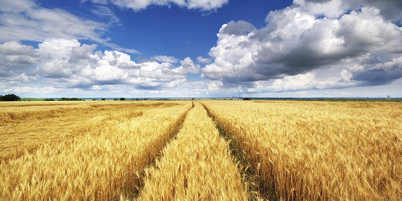 wheat fields image