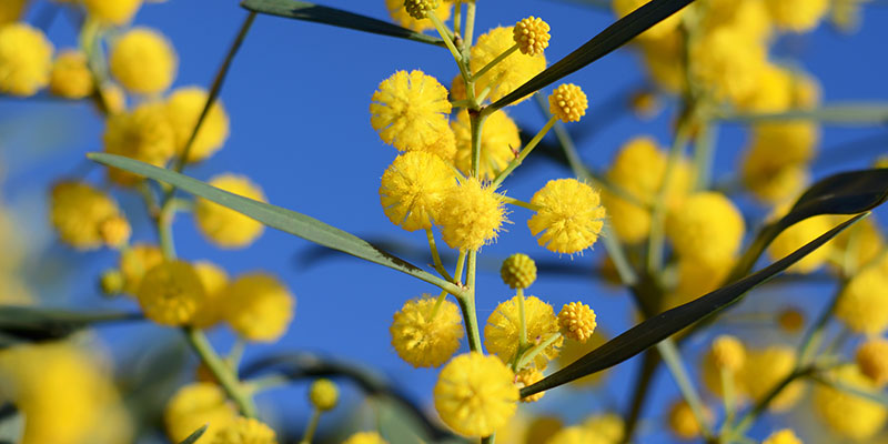 yellow mimosa flower